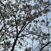 ヒメ日記 2025/03/29 15:30 投稿 新山ちなつ☆清純スレンダー ESTE ALLURE