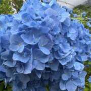 ヒメ日記 2025/06/11 12:34 投稿 双葉みれい☆極上の色気 ESTE ALLURE