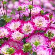 ヒメ日記 2025/03/20 12:16 投稿 水嶋 りょう 京都ホットポイント