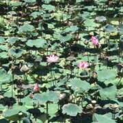 ヒメ日記 2025/03/29 12:05 投稿 水嶋 りょう 京都ホットポイント