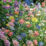 ヒメ日記 2025/05/24 12:16 投稿 水嶋 りょう 京都ホットポイント