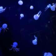 ヒメ日記 2025/07/17 12:16 投稿 水嶋 りょう 京都ホットポイント