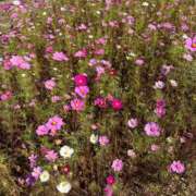 ヒメ日記 2025/10/23 12:16 投稿 水嶋 りょう 京都ホットポイント