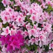 ヒメ日記 2026/04/18 12:05 投稿 水嶋 りょう 京都ホットポイント