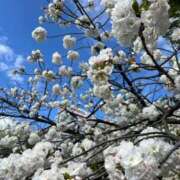 ヒメ日記 2025/04/07 16:17 投稿 美咲(みさき) Ageha（あげは）