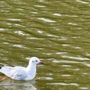 ヒメ日記 2026/01/15 08:37 投稿 まあや 櫻女学院