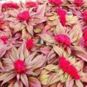 ヒメ日記 2025/01/04 15:40 投稿 のあ 待ちナビ