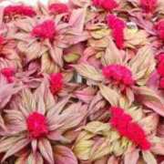 ヒメ日記 2025/09/27 12:05 投稿 のあ 待ちナビ