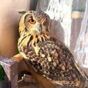 ヒメ日記 2025/11/26 13:37 投稿 もなか ハピネス東京