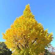 もなか 今日は ハピネス東京