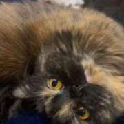 ヒメ日記 2025/04/09 03:31 投稿 あぐり ばつぐん素人プロダクション