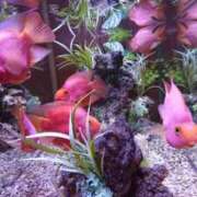 ヒメ日記 2025/06/24 22:38 投稿 きりの 丸妻 厚木店