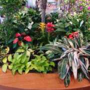 ヒメ日記 2025/08/26 15:00 投稿 きりの 丸妻 厚木店