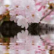 ヒメ日記 2025/04/08 18:02 投稿 池田紗也子 五十路マダム エクスプレス京都店