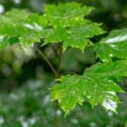 ヒメ日記 2025/04/30 23:12 投稿 池田紗也子 五十路マダム エクスプレス京都店