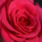 ヒメ日記 2025/06/04 14:00 投稿 池田紗也子 五十路マダム エクスプレス京都店