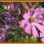 ヒメ日記 2025/10/03 23:18 投稿 池田紗也子 五十路マダム エクスプレス京都店