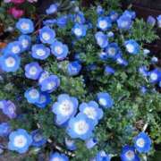 ヒメ日記 2025/03/16 12:57 投稿 まきの 熟女の風俗最終章 町田店