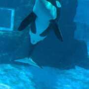 ヒメ日記 2026/01/19 18:01 投稿 さやか 愛知弥富ちゃんこ