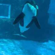 ヒメ日記 2026/01/19 18:21 投稿 さやか 愛知弥富ちゃんこ