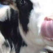 ヒメ日記 2025/01/18 12:12 投稿 久城朝香 五十路マダム愛されたい熟女たち 倉敷店（カサブランカグループ）