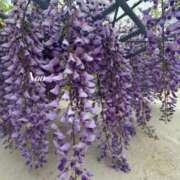 ヒメ日記 2025/05/03 11:08 投稿 ナオ ディアクイーンズ