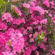 ヒメ日記 2025/05/10 11:09 投稿 ナオ ディアクイーンズ