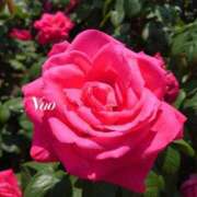 ヒメ日記 2025/05/18 11:53 投稿 ナオ ディアクイーンズ