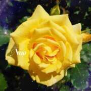 ヒメ日記 2025/05/21 10:55 投稿 ナオ ディアクイーンズ