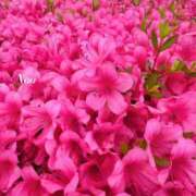 ヒメ日記 2025/05/23 10:55 投稿 ナオ ディアクイーンズ