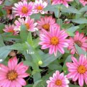 ヒメ日記 2025/07/19 10:58 投稿 ナオ ディアクイーンズ