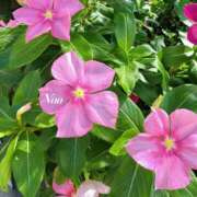 ヒメ日記 2025/08/11 10:32 投稿 ナオ ディアクイーンズ