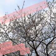 ヒメ日記 2025/03/24 18:16 投稿 さや 夜這い茶屋 はなれ