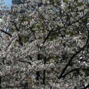 ヒメ日記 2025/04/06 08:54 投稿 さや 夜這い茶屋 はなれ