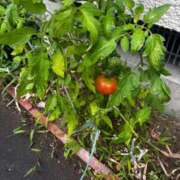 ヒメ日記 2025/06/29 10:06 投稿 さや 夜這い茶屋 はなれ