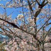 ヒメ日記 2025/04/06 16:39 投稿 なお 愛媛松山ちゃんこ