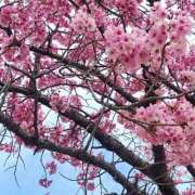 ヒメ日記 2026/03/31 12:59 投稿 なお 愛媛松山ちゃんこ