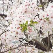 ヒメ日記 2026/04/08 14:29 投稿 なお 愛媛松山ちゃんこ