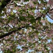 ヒメ日記 2025/04/23 10:37 投稿 ゆん ハピネス東京