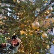 ヒメ日記 2025/12/08 05:47 投稿 ゆん ハピネス東京