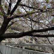 ヒメ日記 2026/04/09 05:37 投稿 ゆん ハピネス東京