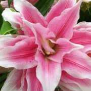 ヒメ日記 2025/01/30 19:47 投稿 田中久美 五十路マダム 博多店