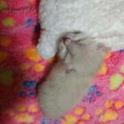 ヒメ日記 2025/02/02 19:19 投稿 田中久美 五十路マダム 博多店