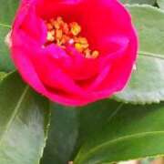 ヒメ日記 2025/02/02 20:04 投稿 田中久美 五十路マダム 博多店