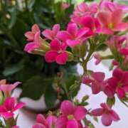 ヒメ日記 2025/02/05 09:40 投稿 田中久美 五十路マダム 博多店