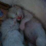 ヒメ日記 2025/02/06 01:27 投稿 田中久美 五十路マダム 博多店