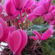 ヒメ日記 2025/04/24 18:19 投稿 田中久美 五十路マダム 博多店