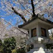 ヒメ日記 2025/04/09 07:45 投稿 じゅん セクシーキャット 小田原店