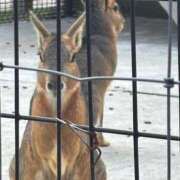 ヒメ日記 2025/04/12 17:21 投稿 じゅん セクシーキャット 小田原店