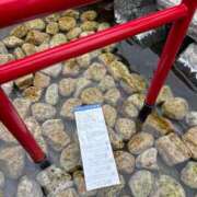 ヒメ日記 2025/04/22 08:15 投稿 じゅん セクシーキャット 小田原店